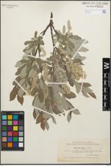 Foto von Salix glauca L.
